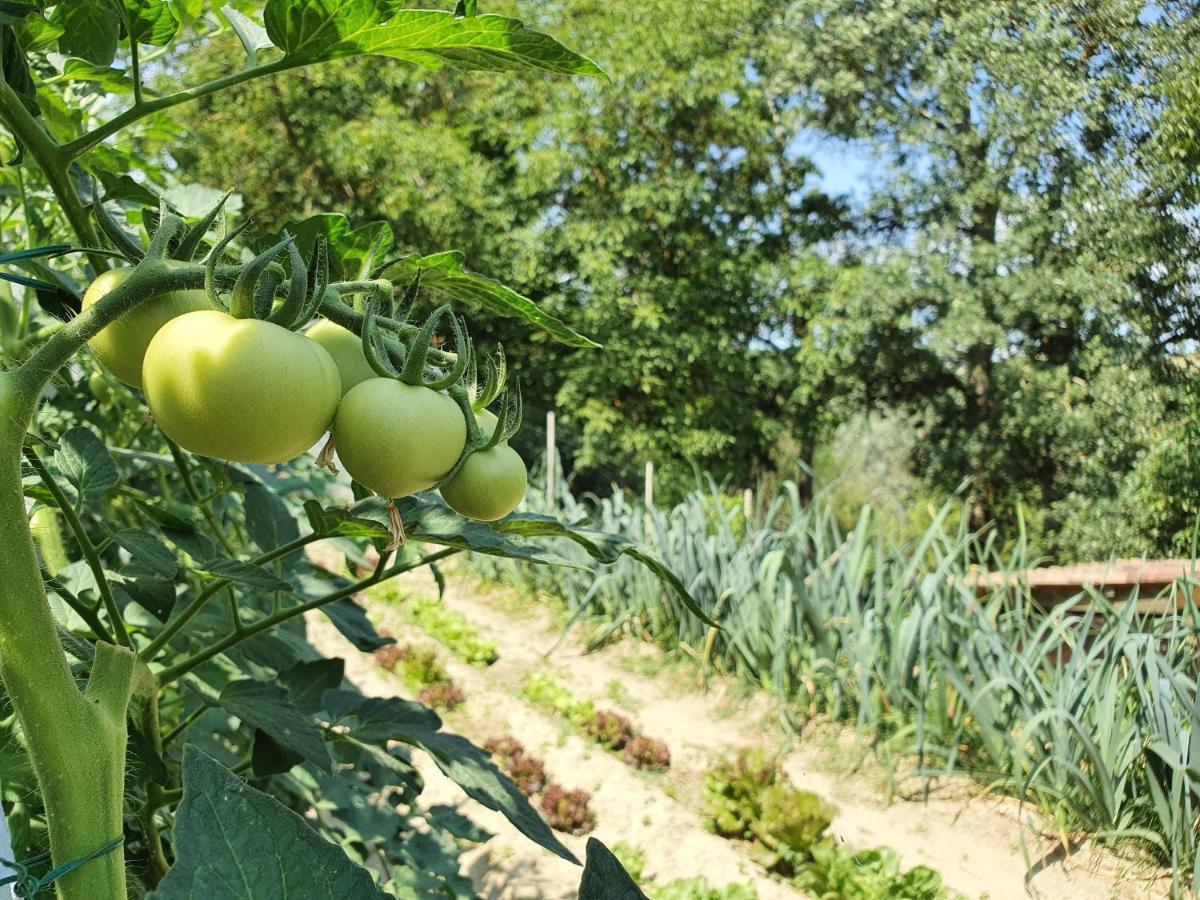 Agriturismo Il Burlino Apartments Lerma Kültér fotó